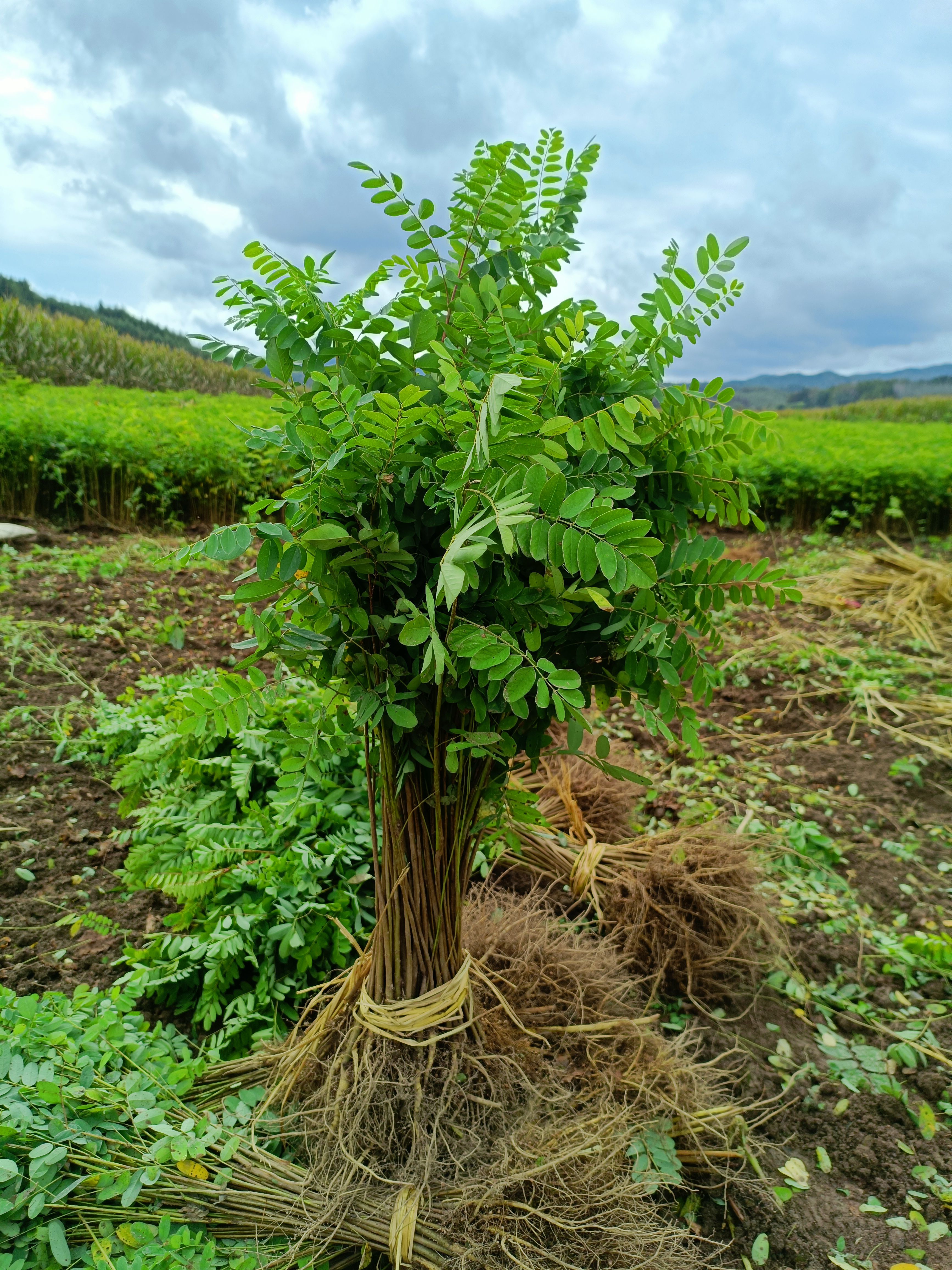  自家紫穗槐苗大量出售无中介自产自销