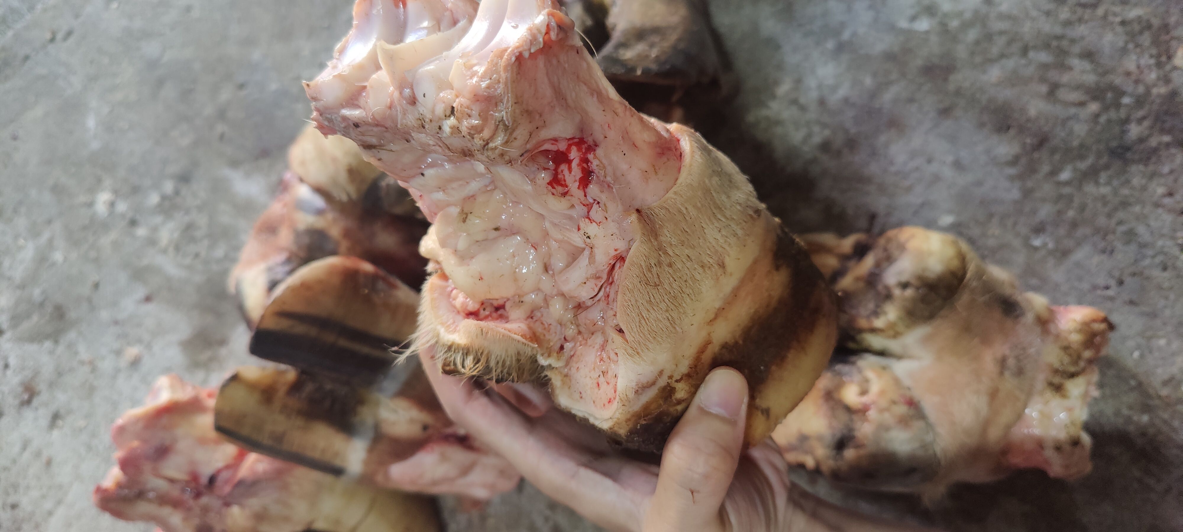 牛蹄，牛脚蹄。新鲜本地现宰