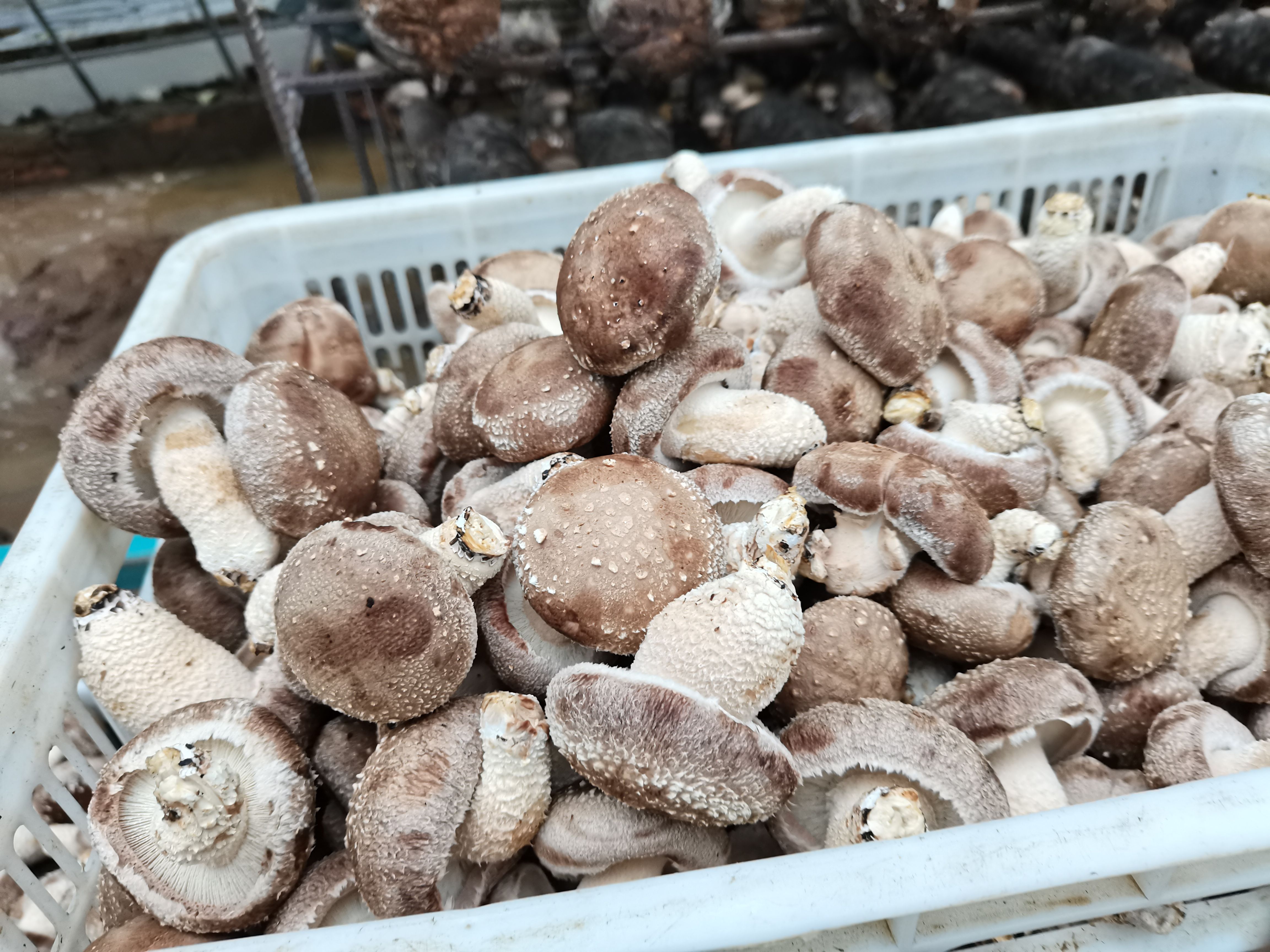 香菇808 河南省新乡市封丘县 鲜香菇 