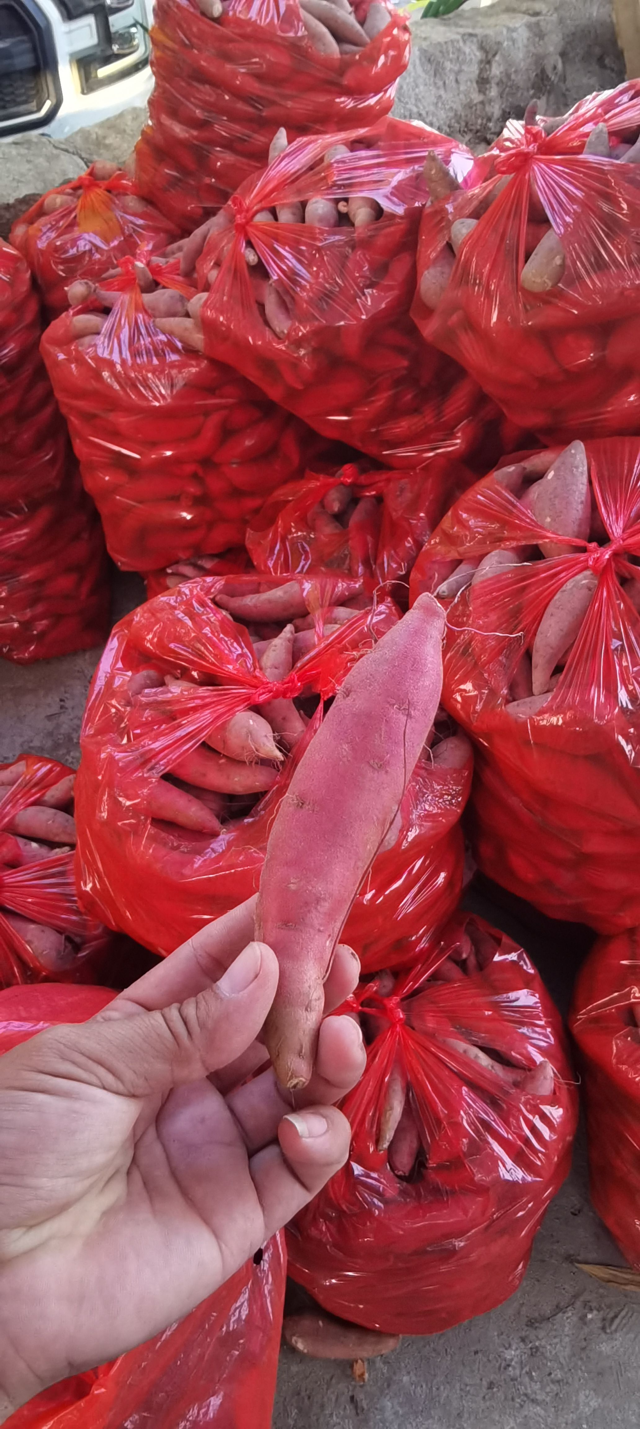 漳浦县福建漳浦六鳌蜜薯产地直销大量上市了
