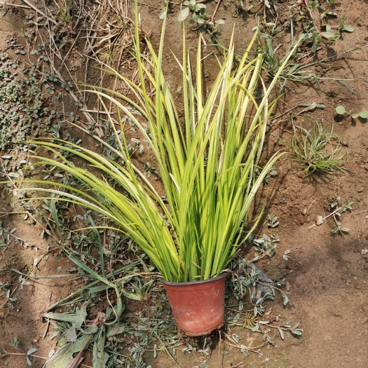  金叶菖蒲 优质菖蒲 双色盆苗 营养钵苗 基地直发