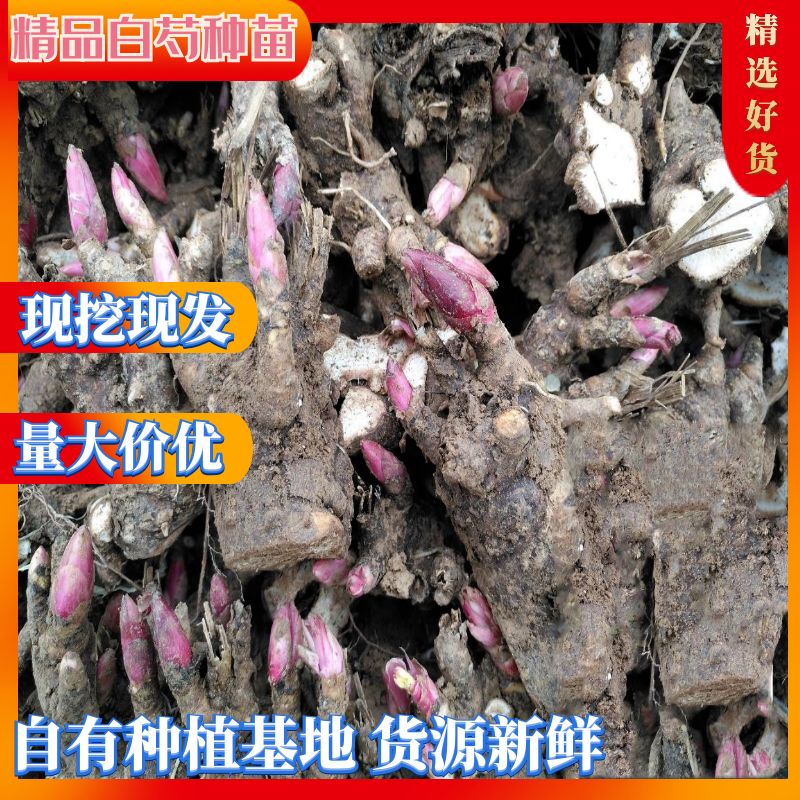 亳州白芍种苗 白芍芽 改良观赏药用 提供种植技术 包回收