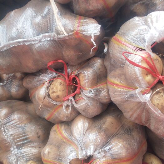兰陵县荷兰土豆 真对食堂