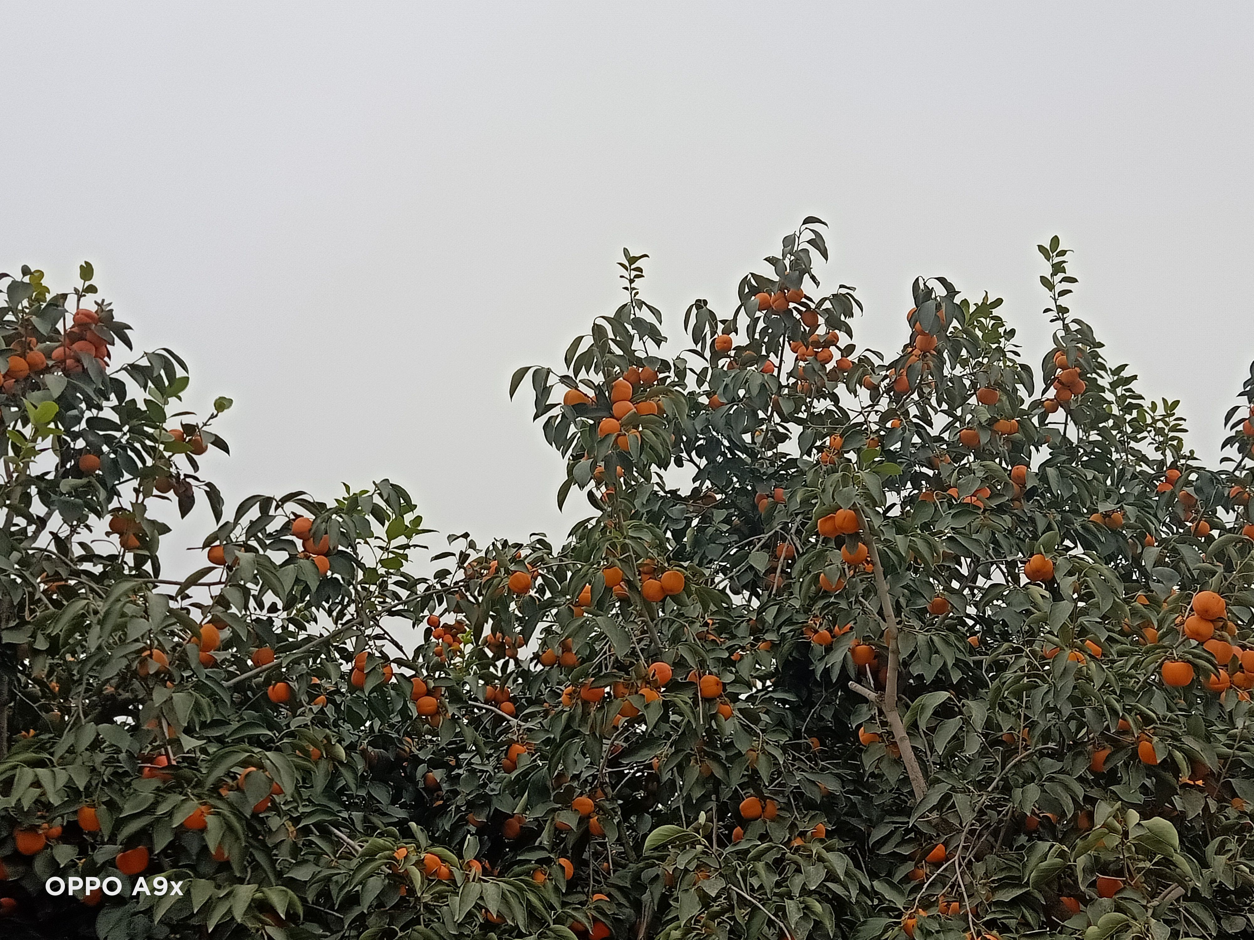 火晶柿子 柿子个头大，品种多，产量高，蜜甜