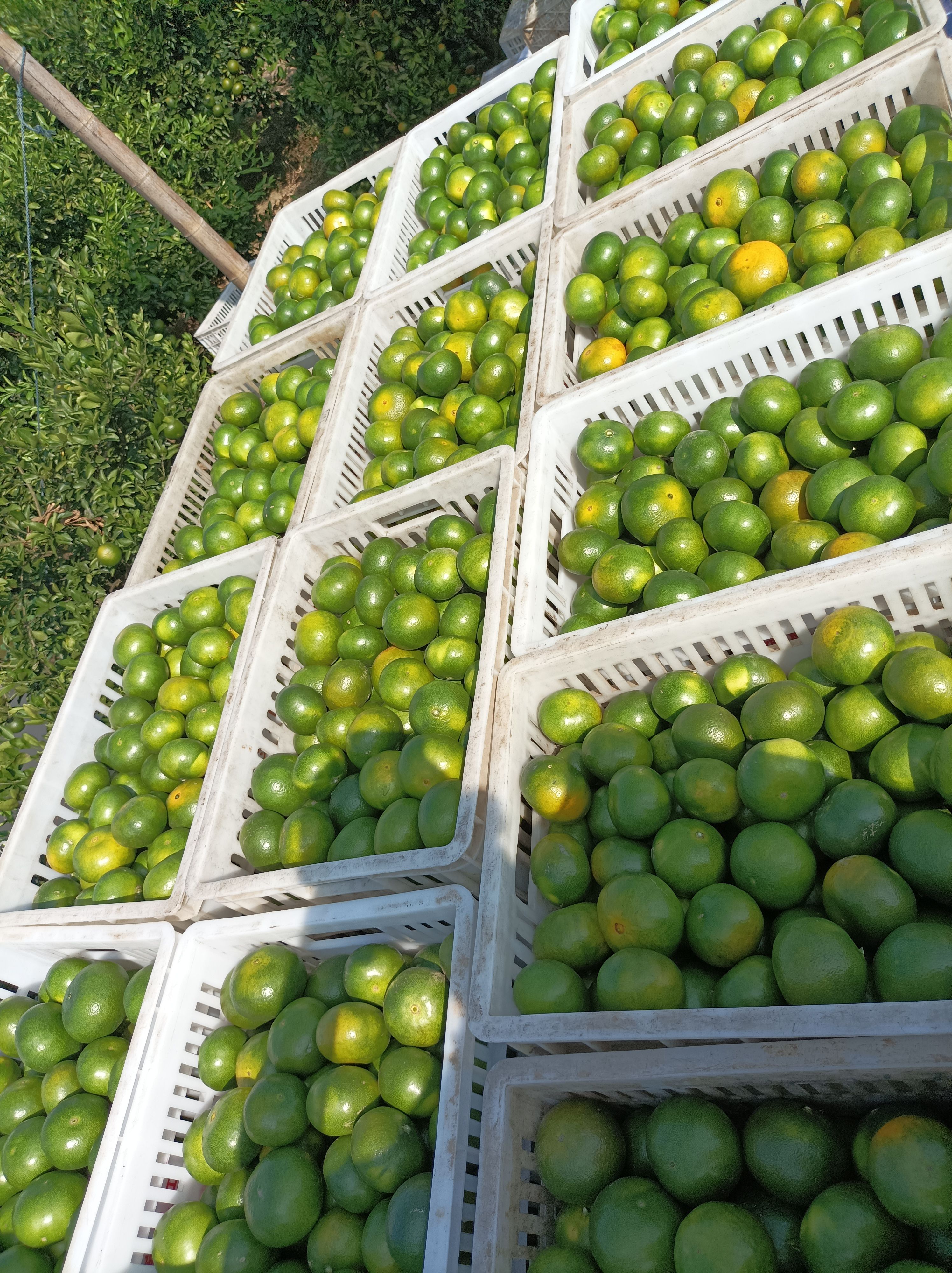  国庆一号蜜桔大量上市，黄度10%一20%，糖份11/12点