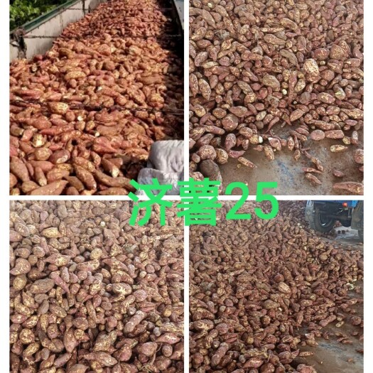 高淀粉红薯  济薯25  通货淀粉薯  出粉高 山地种植