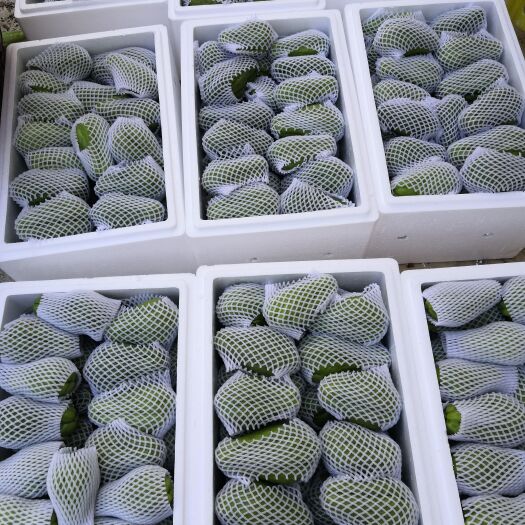 惠水县精品佛手瓜。来自贵州惠水好花红六马！