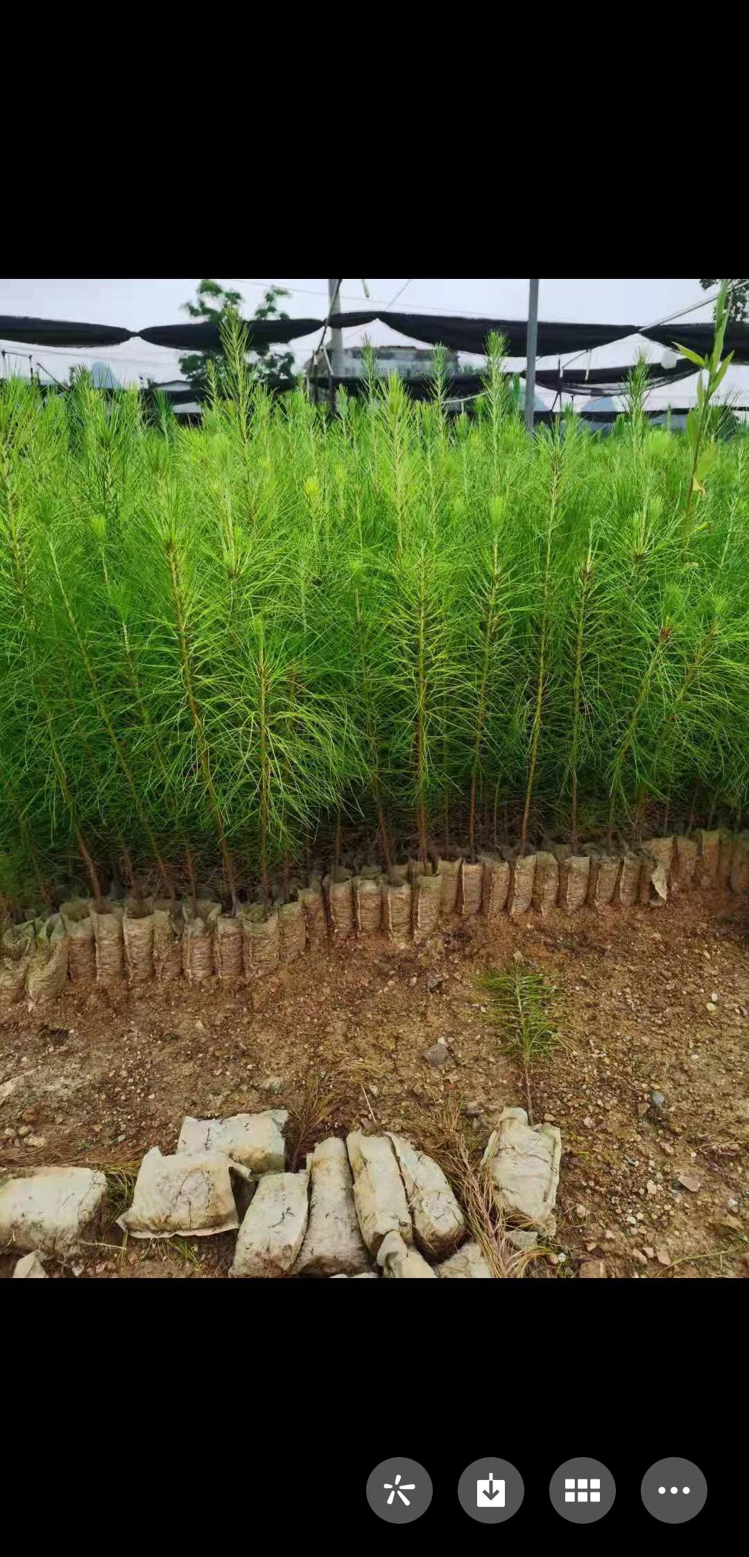 马尾松种子 广西南宁马尾松林木种子，绿化边坡专用