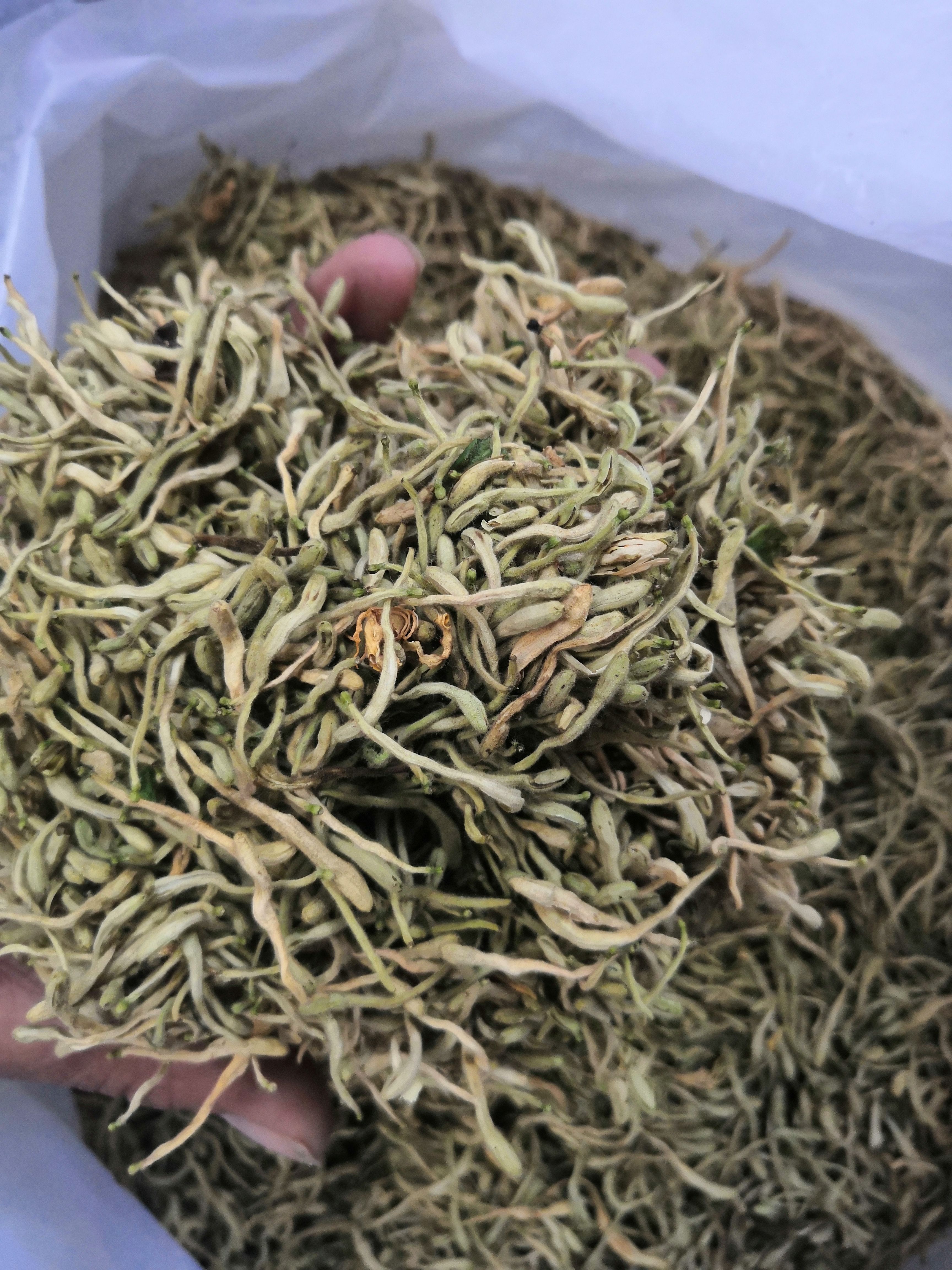 山东金银花