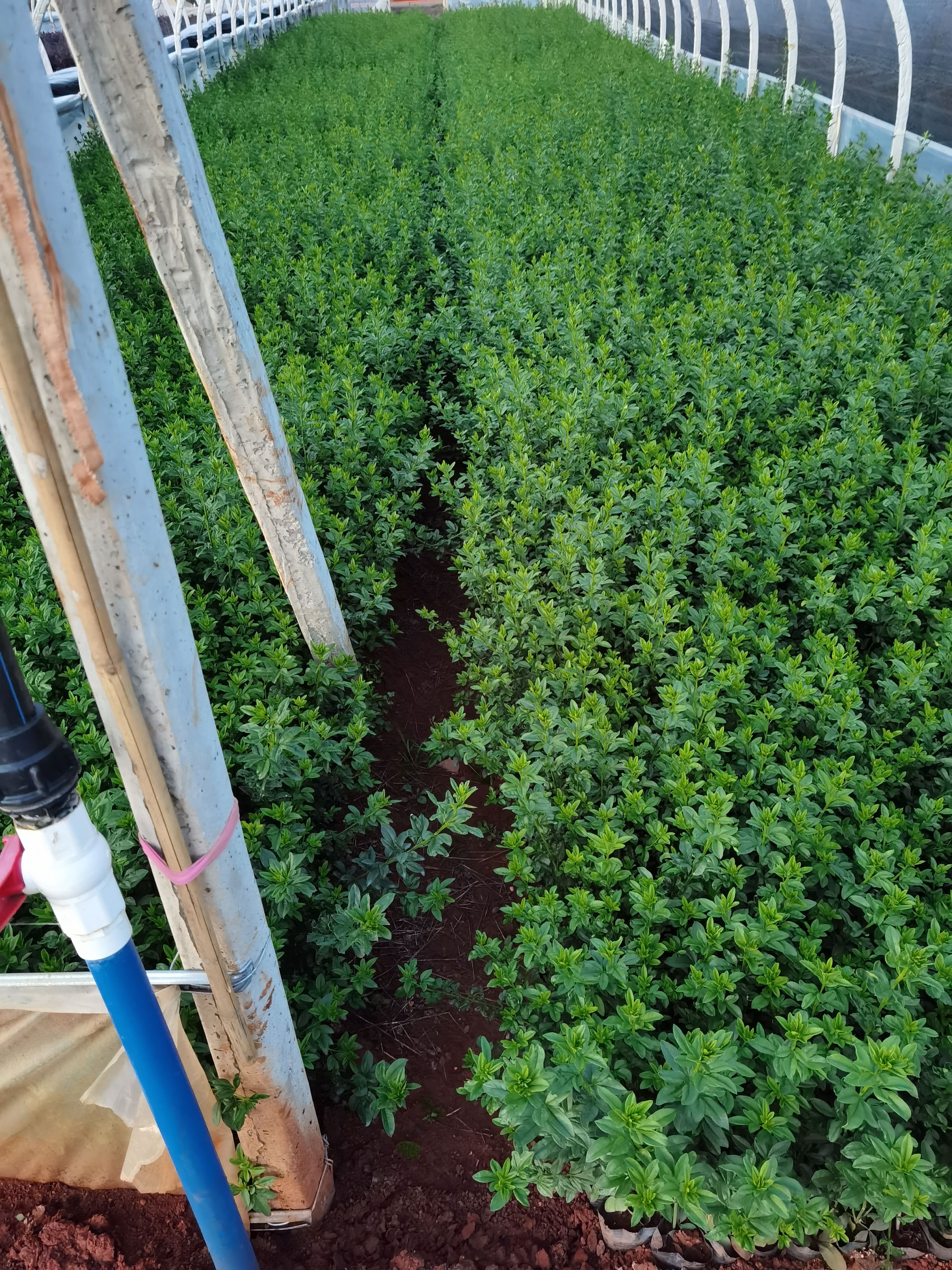 云南黄素馨  云南黄馨花