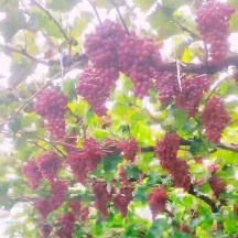 饶阳县克伦生葡萄 河北克伦生上市，欢迎老板看货定园。