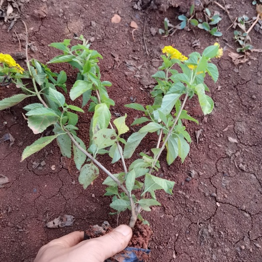 马缨丹盆栽 马缨丹