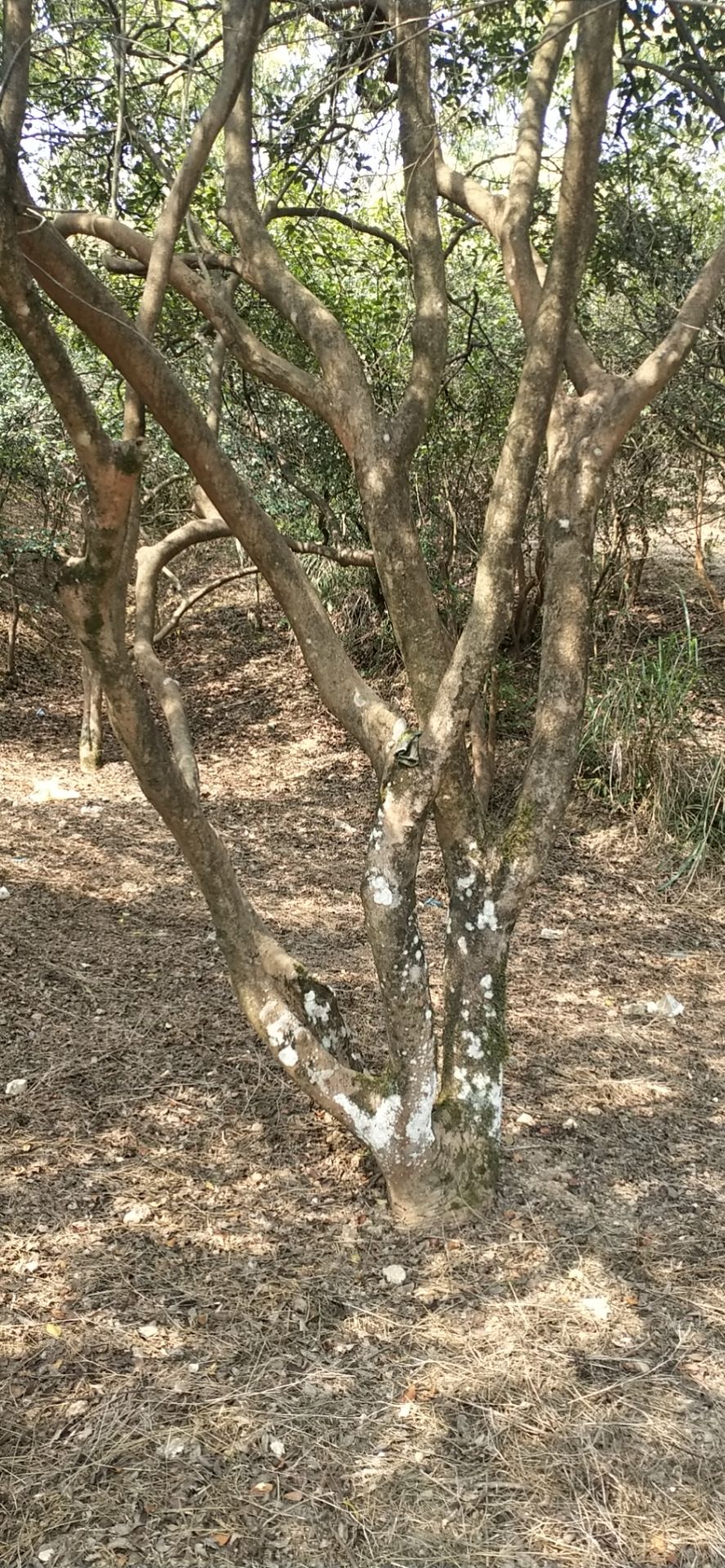  油茶树