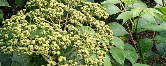 吴茱萸苗 中花 吴茱萸树苗 基地直销 现挖现发