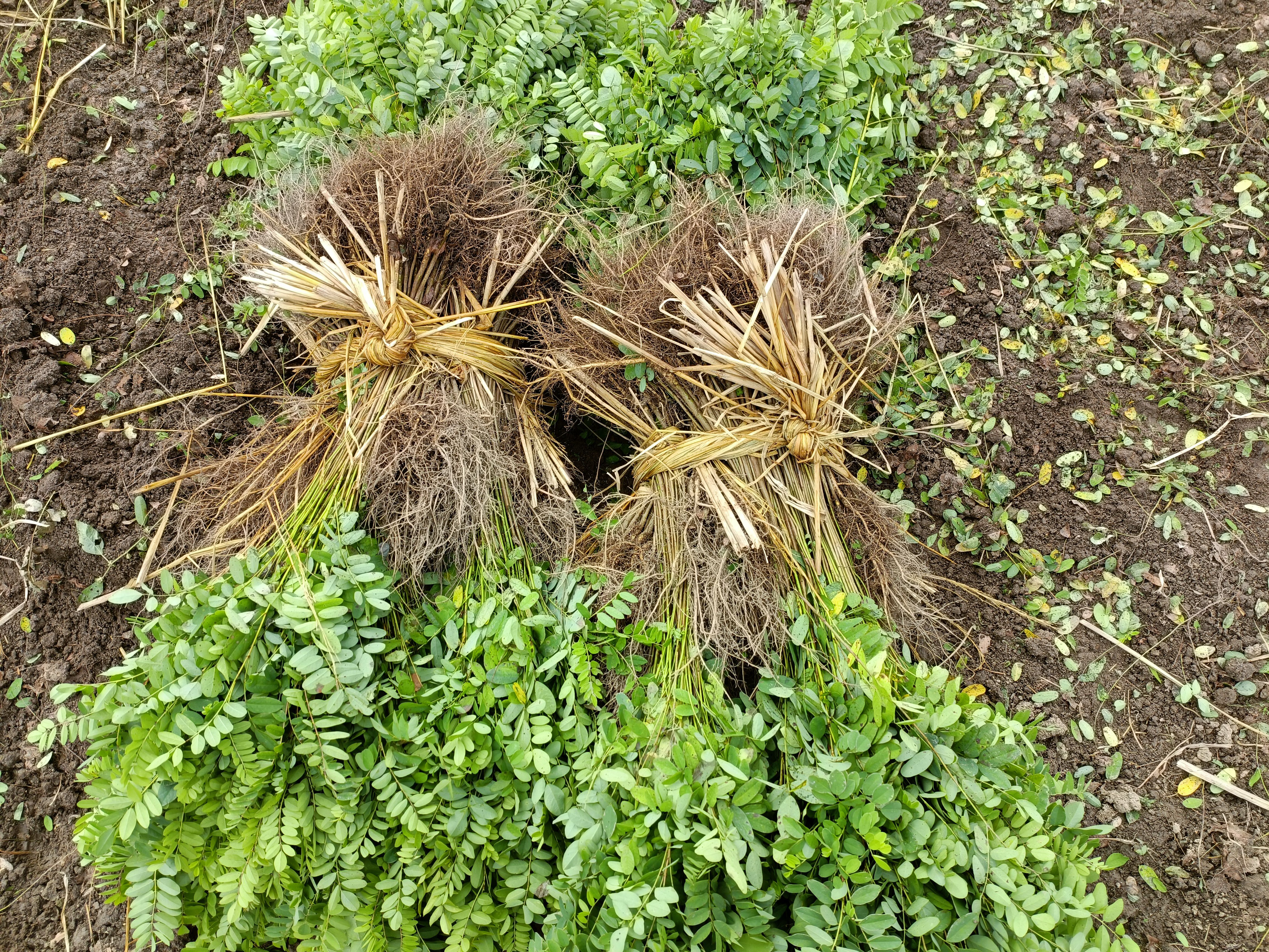  自家紫穗槐苗大量出售无中介自产自销