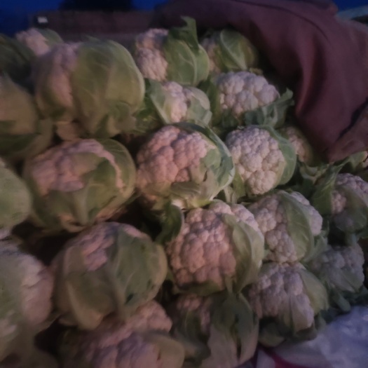 临洮县白花菜花 菜花