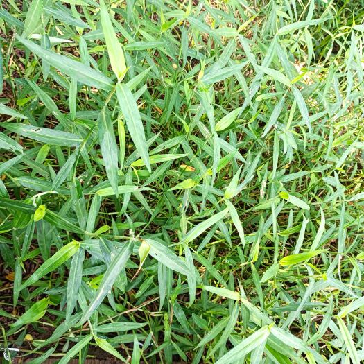 珠海鸭跖草 自采无硫自然阴干货
