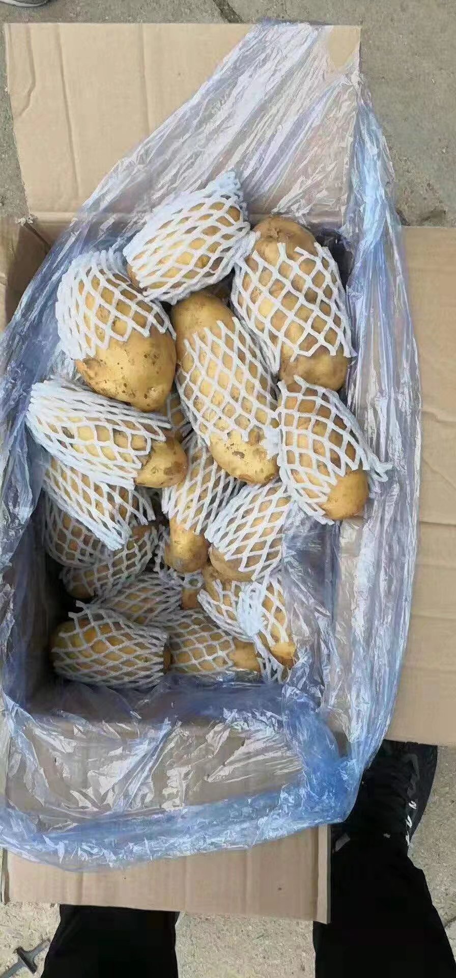 荷兰15  山东冷库土豆