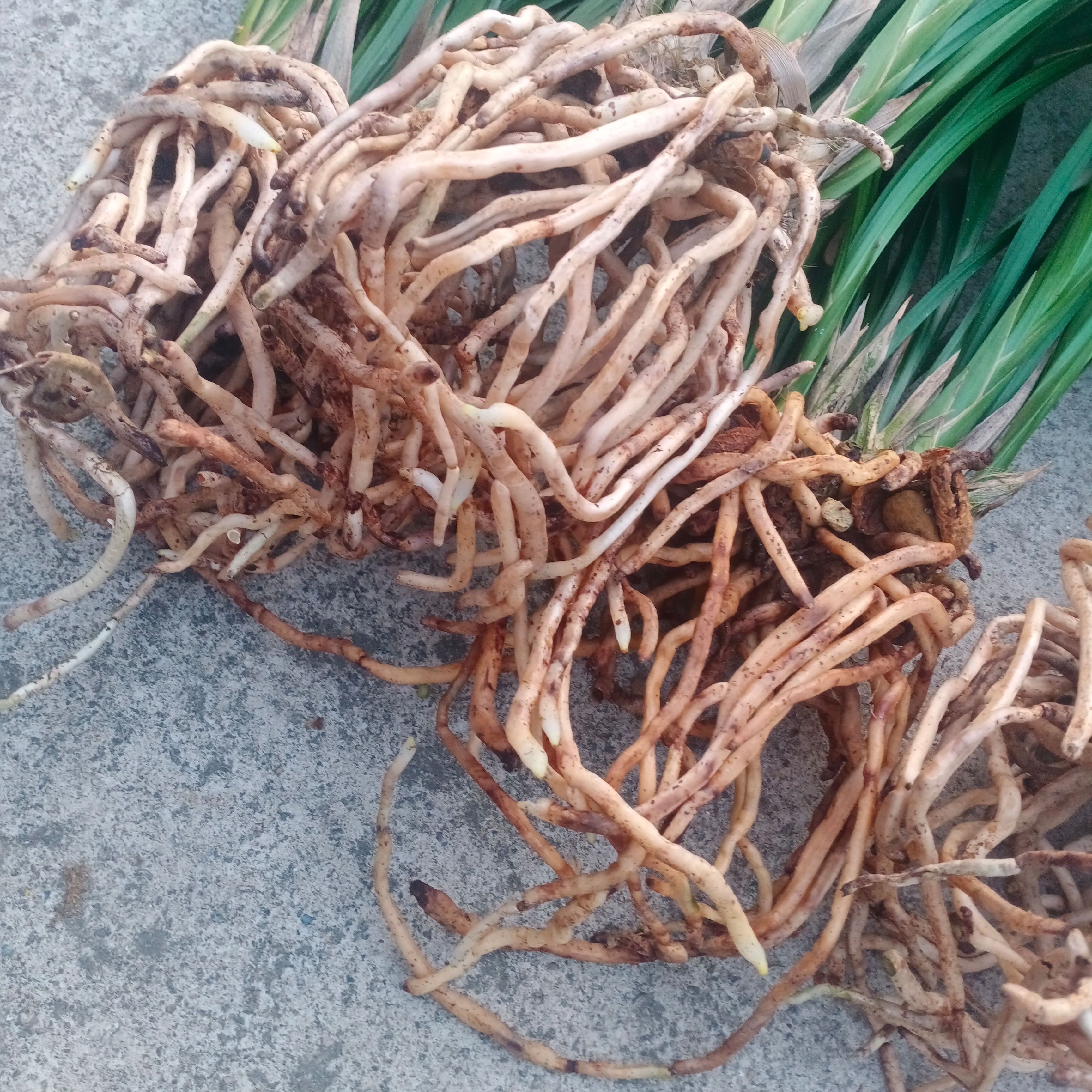 兰花苗(仙殿白墨)墨兰素花浓香型好养兰草花卉盆栽客厅观花植物