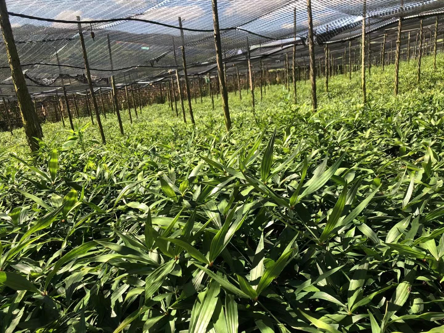 黄精种苗 滇黄精红花二年苗，品种纯，产量高，易管理，成品包回收。