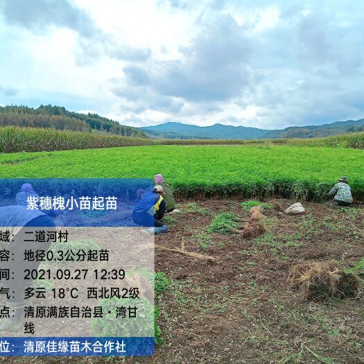 清原县 自家紫穗槐苗大量出售无中介自产自销