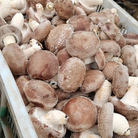 香菇808 河南省新乡市封丘县 鲜香菇 
