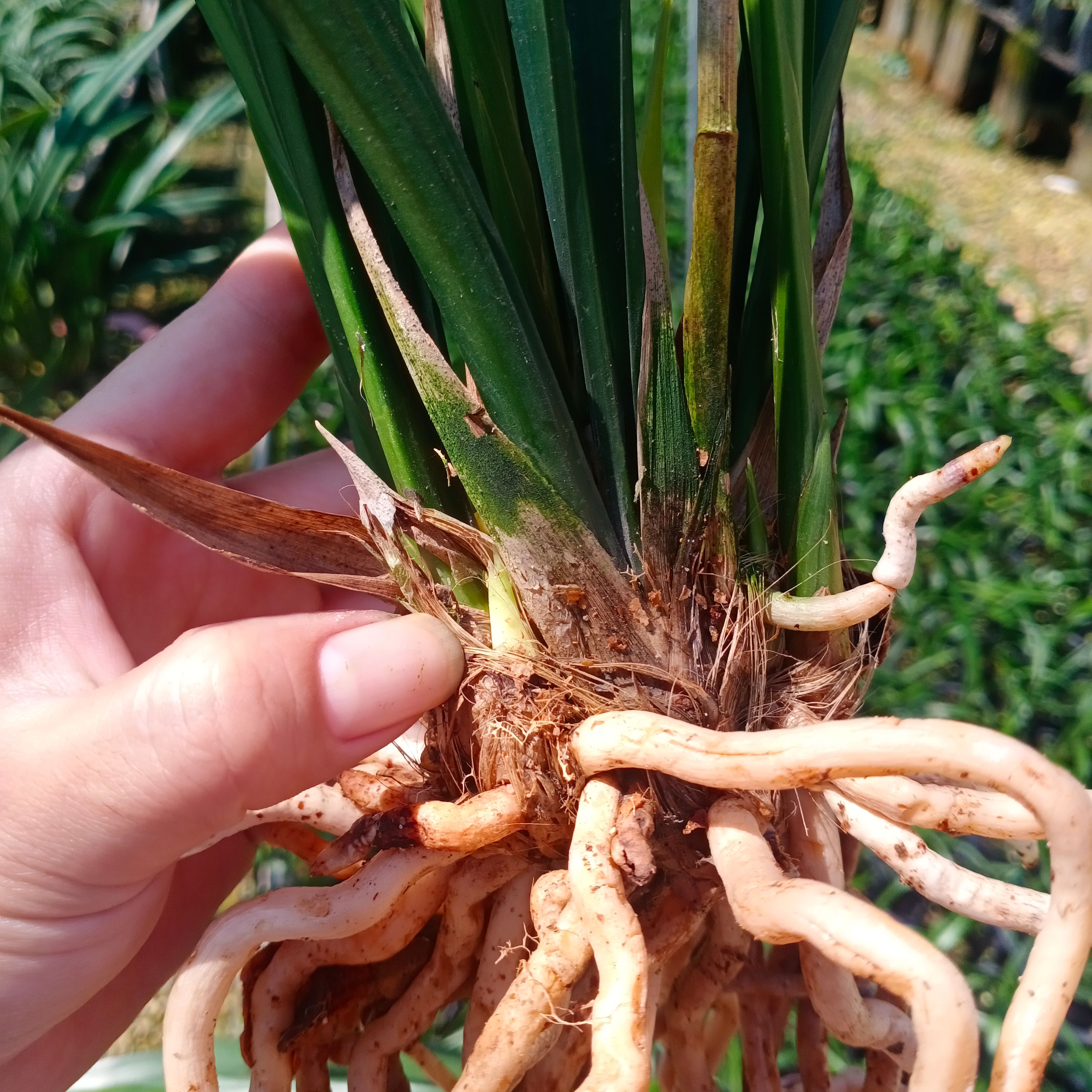 兰花苗(仙殿白墨)墨兰素花浓香型好养兰草花卉盆栽客厅观花植物
