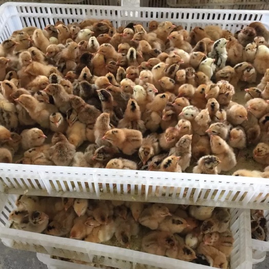 衡阳湖南土鸡苗，厂家直销，保证质量