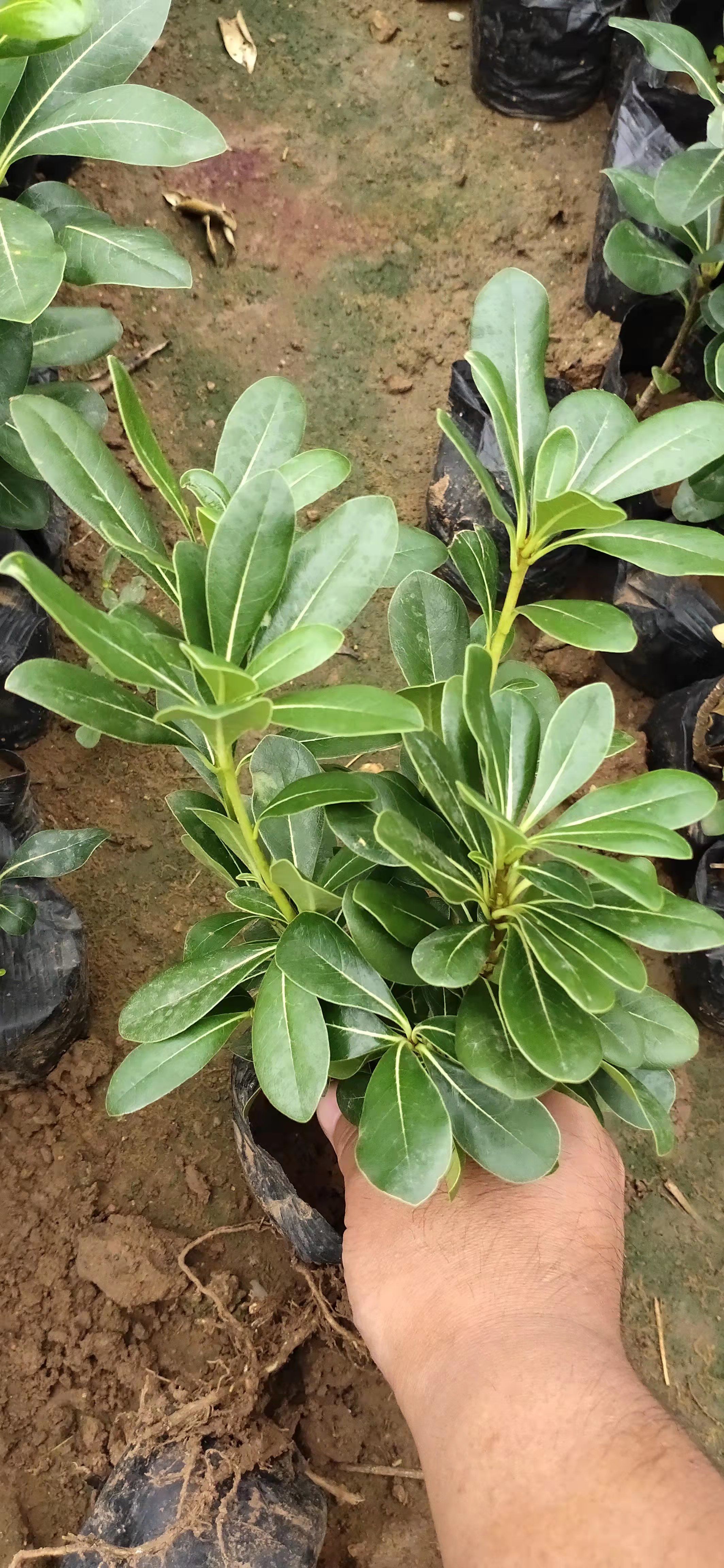 优质海桐苗 海桐 海桐基地  产地直发 量大优惠