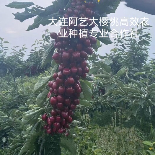 大连 大樱桃苗车厘子苗