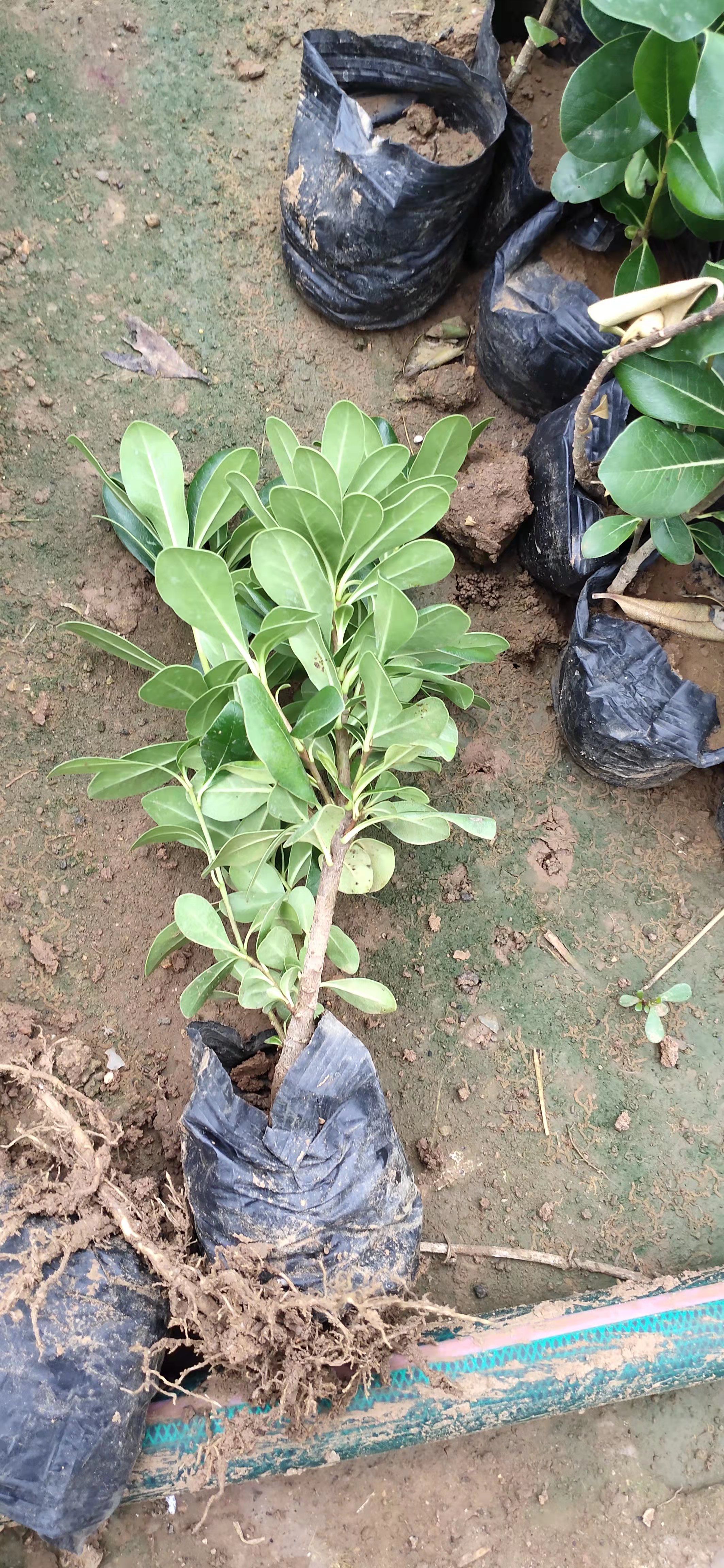 优质海桐苗 海桐 海桐基地  产地直发 量大优惠