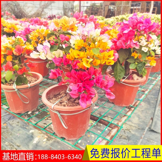 成都三角梅  多色三角梅彩色三角梅品种齐全  量大从优