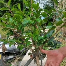 石柱茶花茶梅一级苗