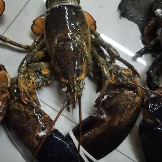广州波士顿龙虾 生冻波龙肉质保满