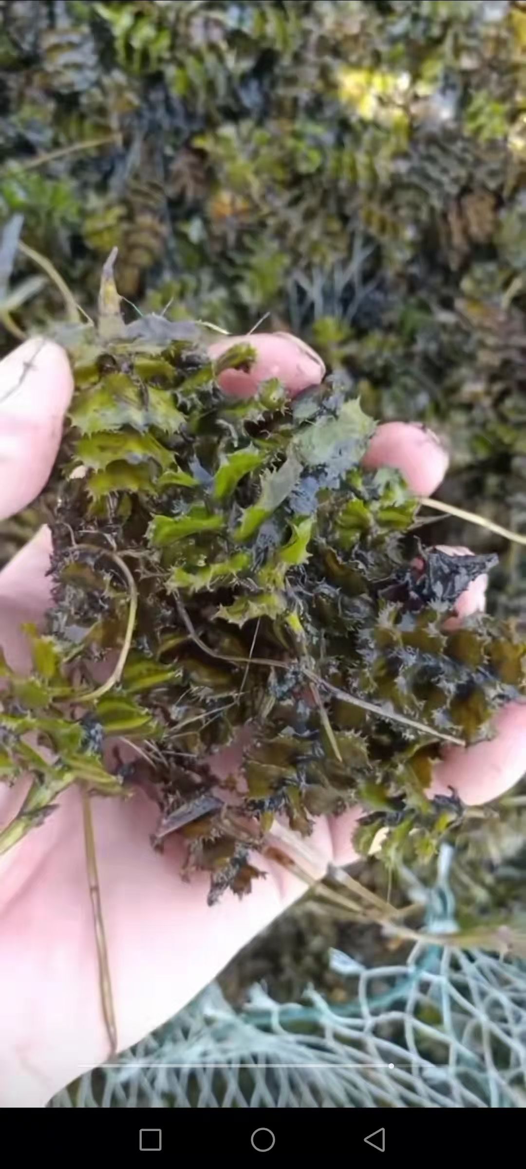 菹草  沮草、麦黄草