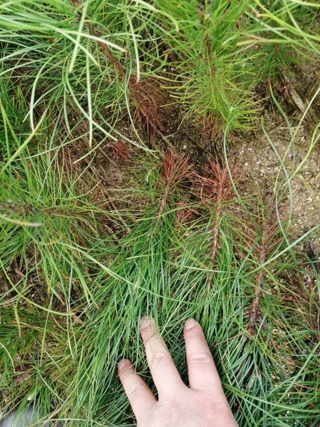 湿地松树苗 湿地松苗，当年湿地松小苗价格，小树苗批发市场，产地直销