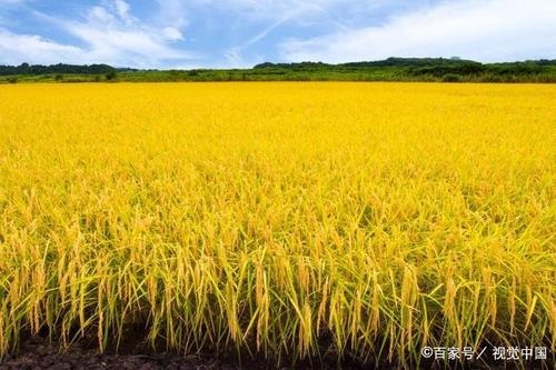 泰来县粳稻谷  绥梗18开始收青了，水23左右