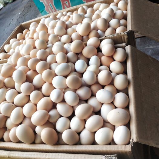 长宁县白壳蛋 食用 箱装 