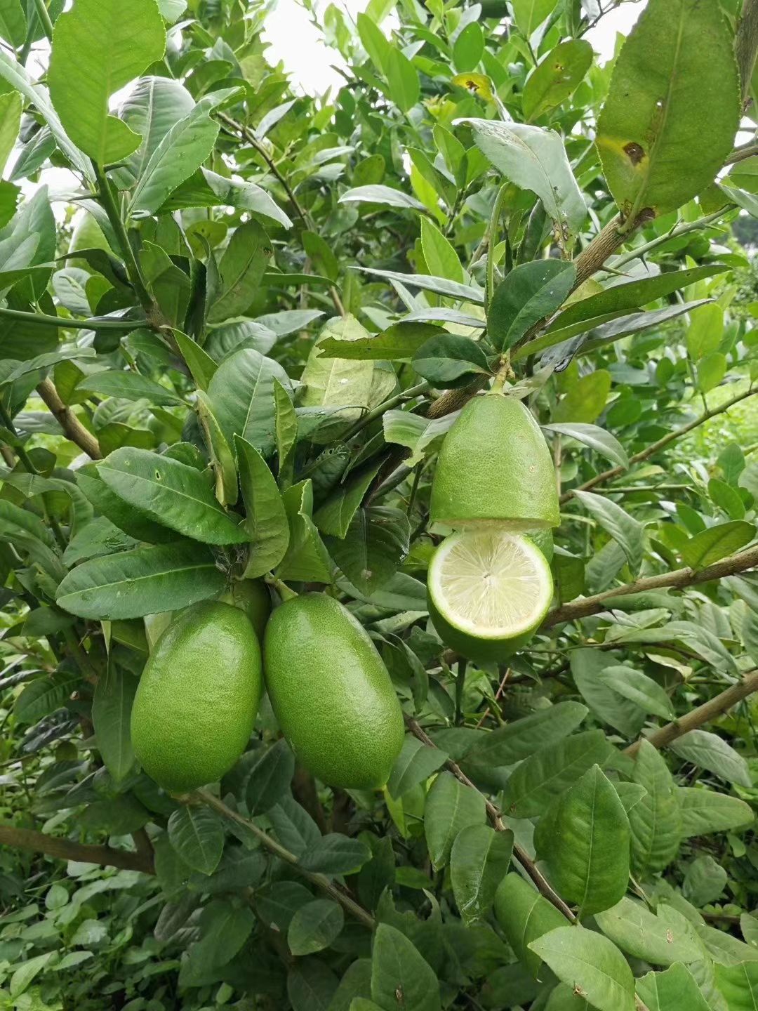 广东香水柠檬2年苗，香水柠檬苗，嫁接正品四季挂果根系发达
