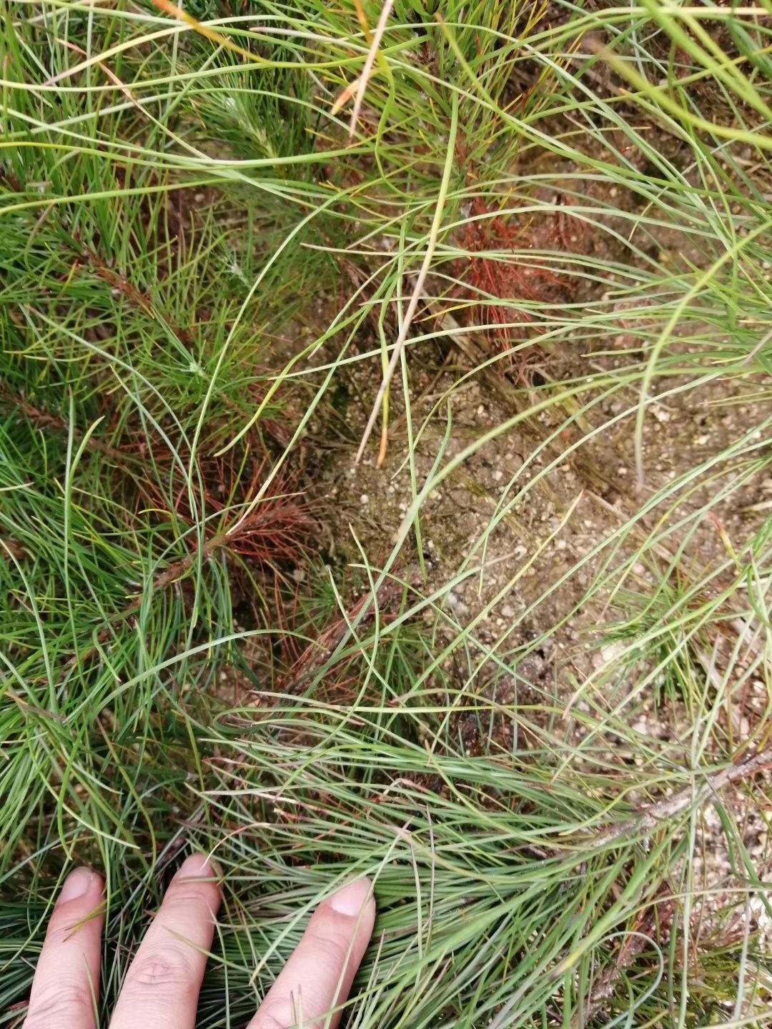 湿地松树苗 湿地松苗，当年湿地松小苗价格，小树苗批发市场，产地直销