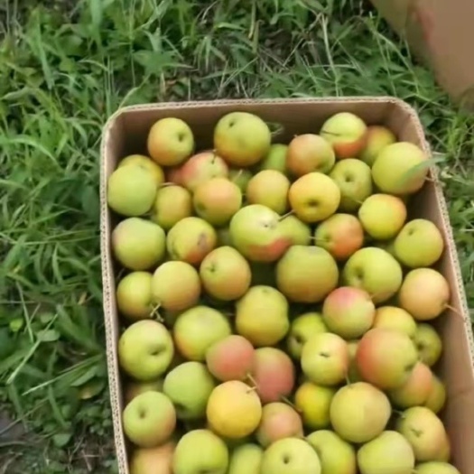 海城市新鲜水果南果梨上市清脆美味