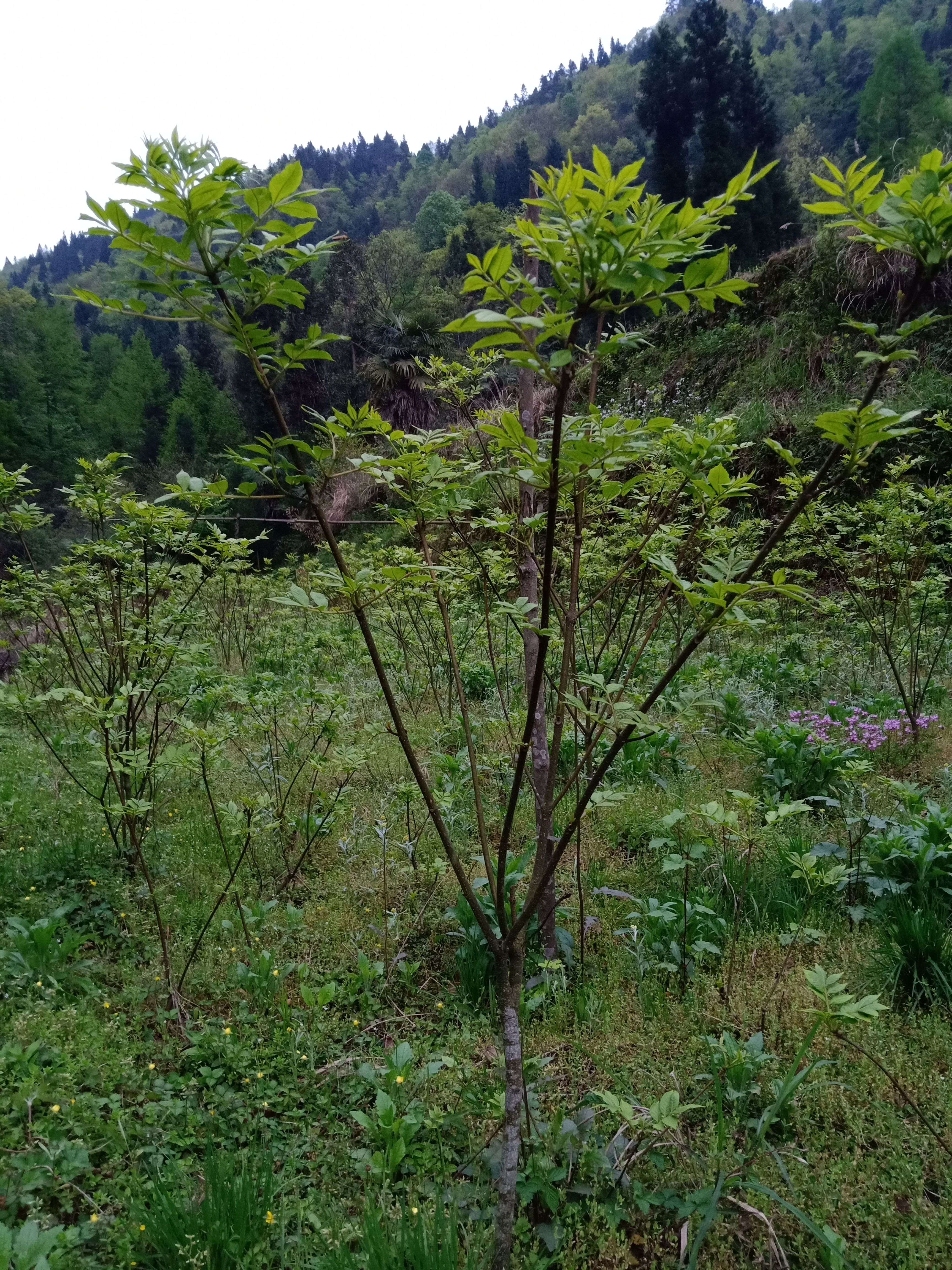 吴茱萸苗 中花 吴茱萸树苗 基地直销 现挖现发
