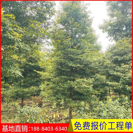 成都桢楠 小叶桢楠 金丝楠木树苗基地直销 绿化工程用苗量大可议价