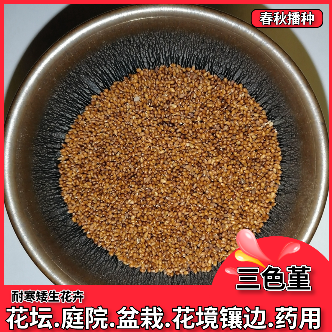 沭阳县三色堇种子食用小角堇春秋天播种耐寒冬天四季开花盆栽花籽室外花
