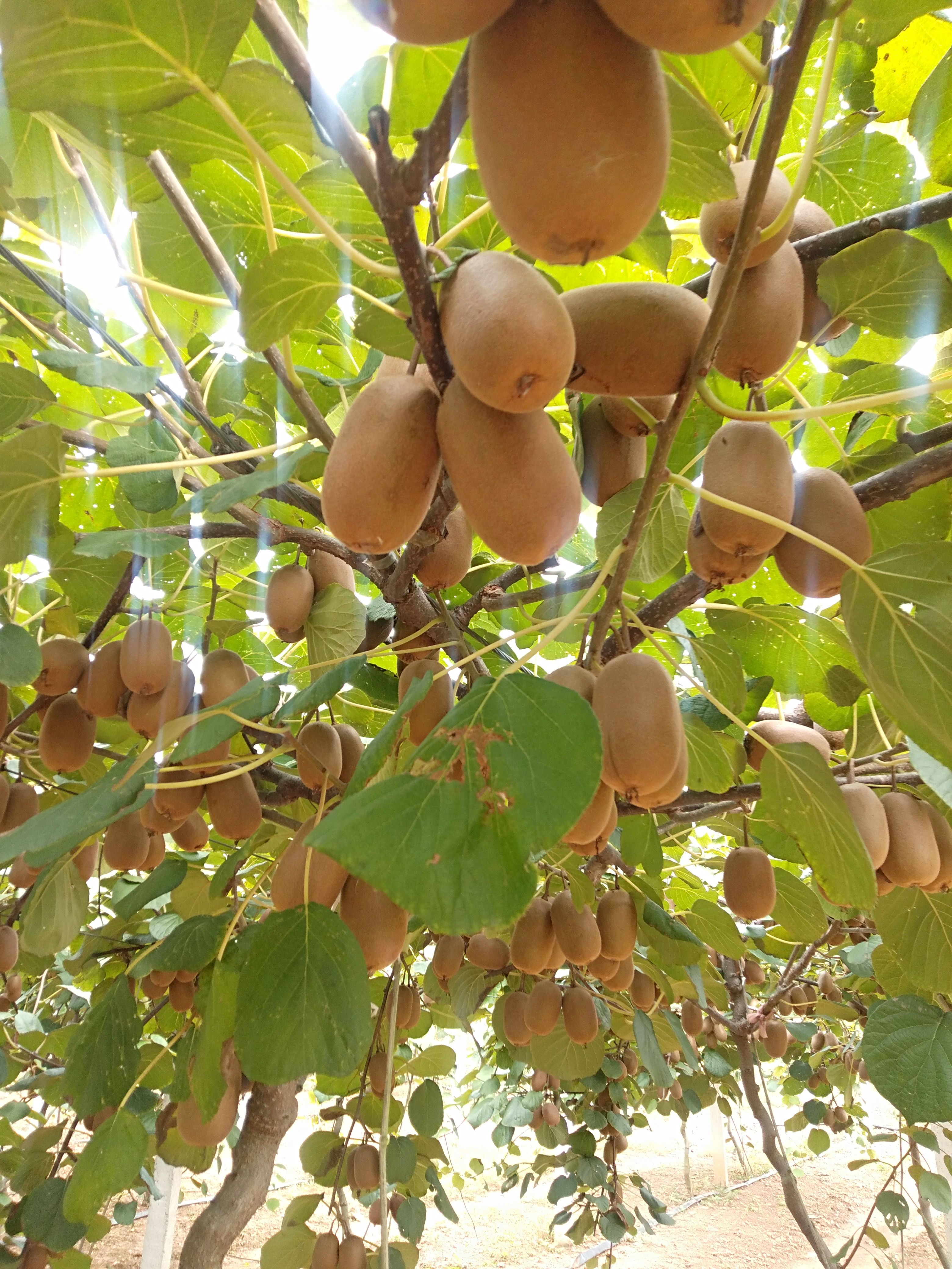  翠香猕猴桃自家果园种植