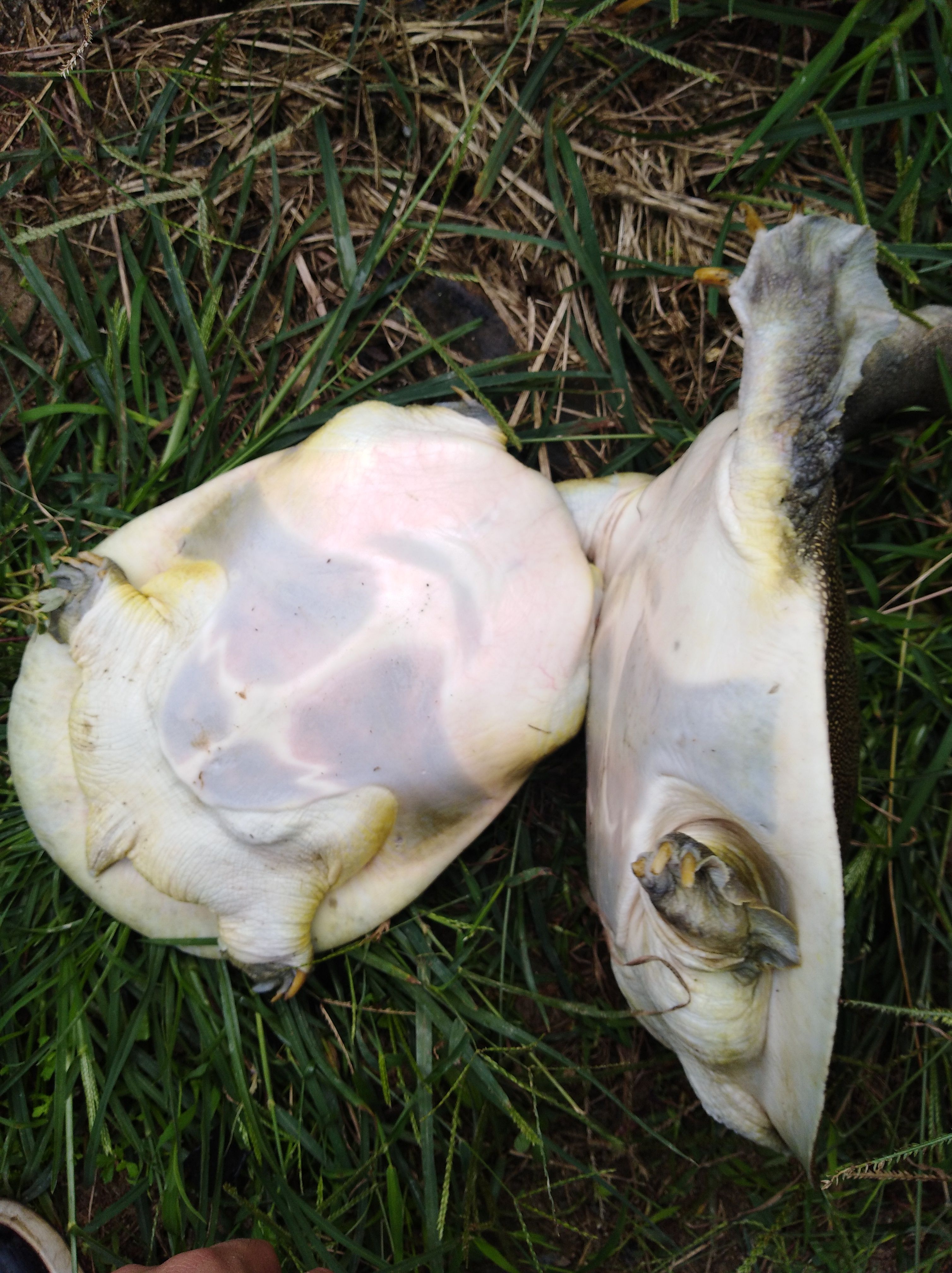 8年以上江西老甲鱼 2-3斤，3-5斤，5-7斤