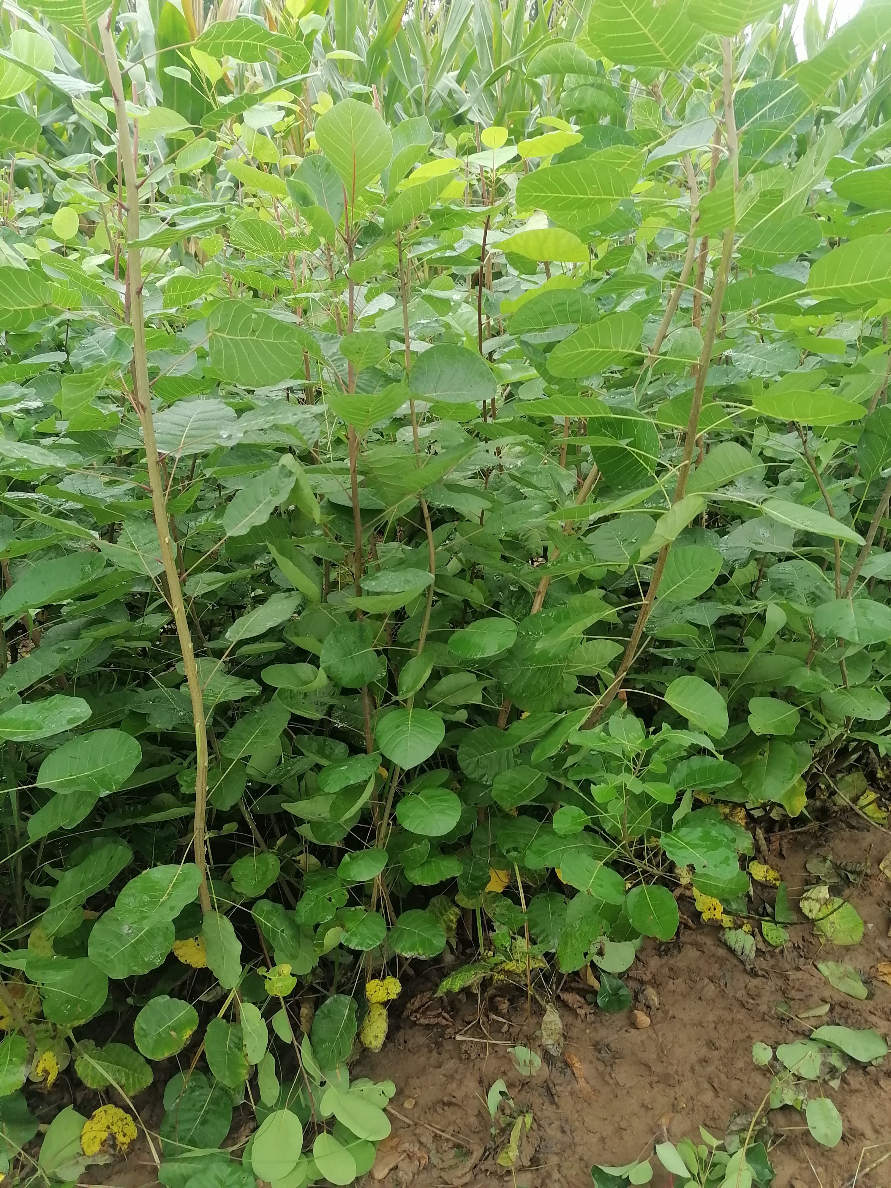 粉背黄栌  黄栌 带杯子，容器苗一米到一米五高度。