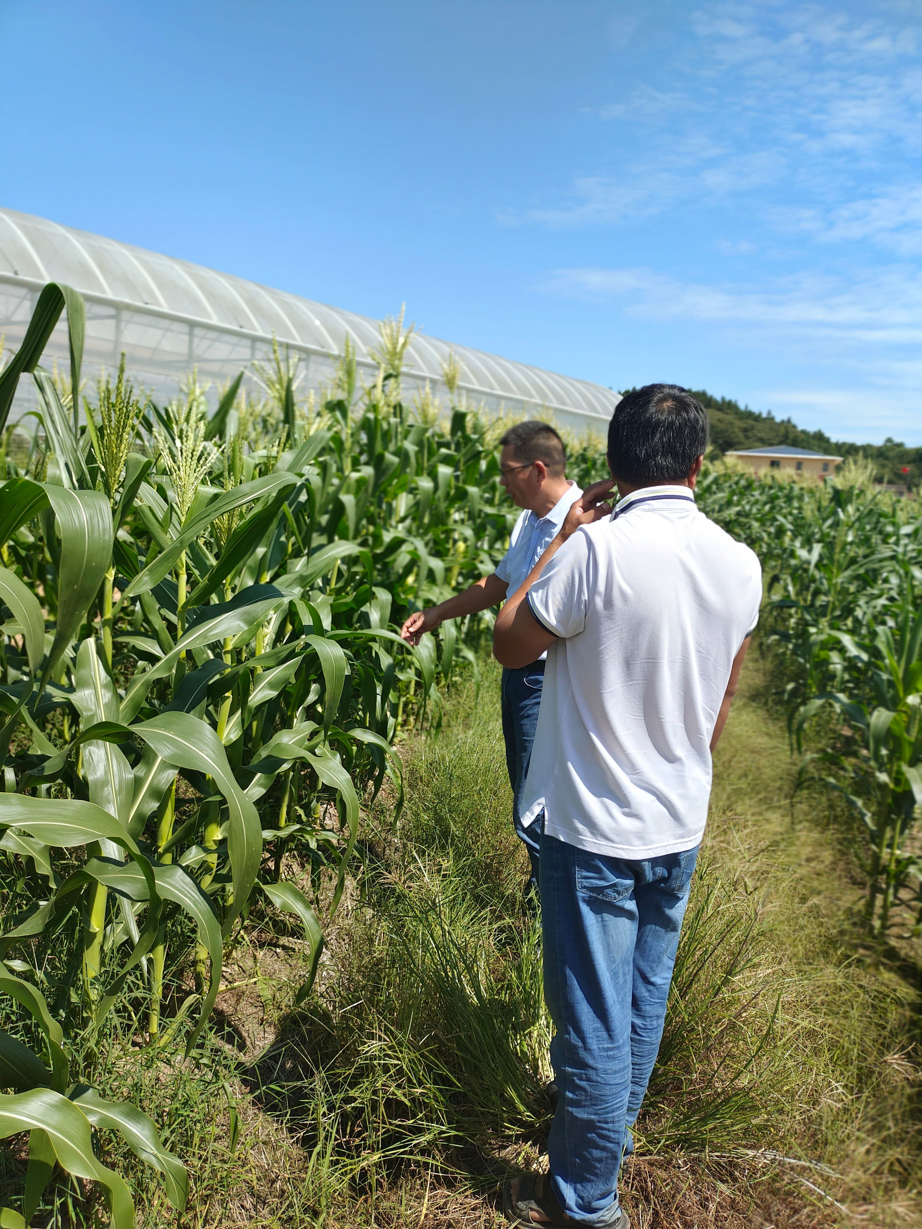  自己种的水果玉米，质量很好保证新鲜，现在正好有玉米笋，请联系
