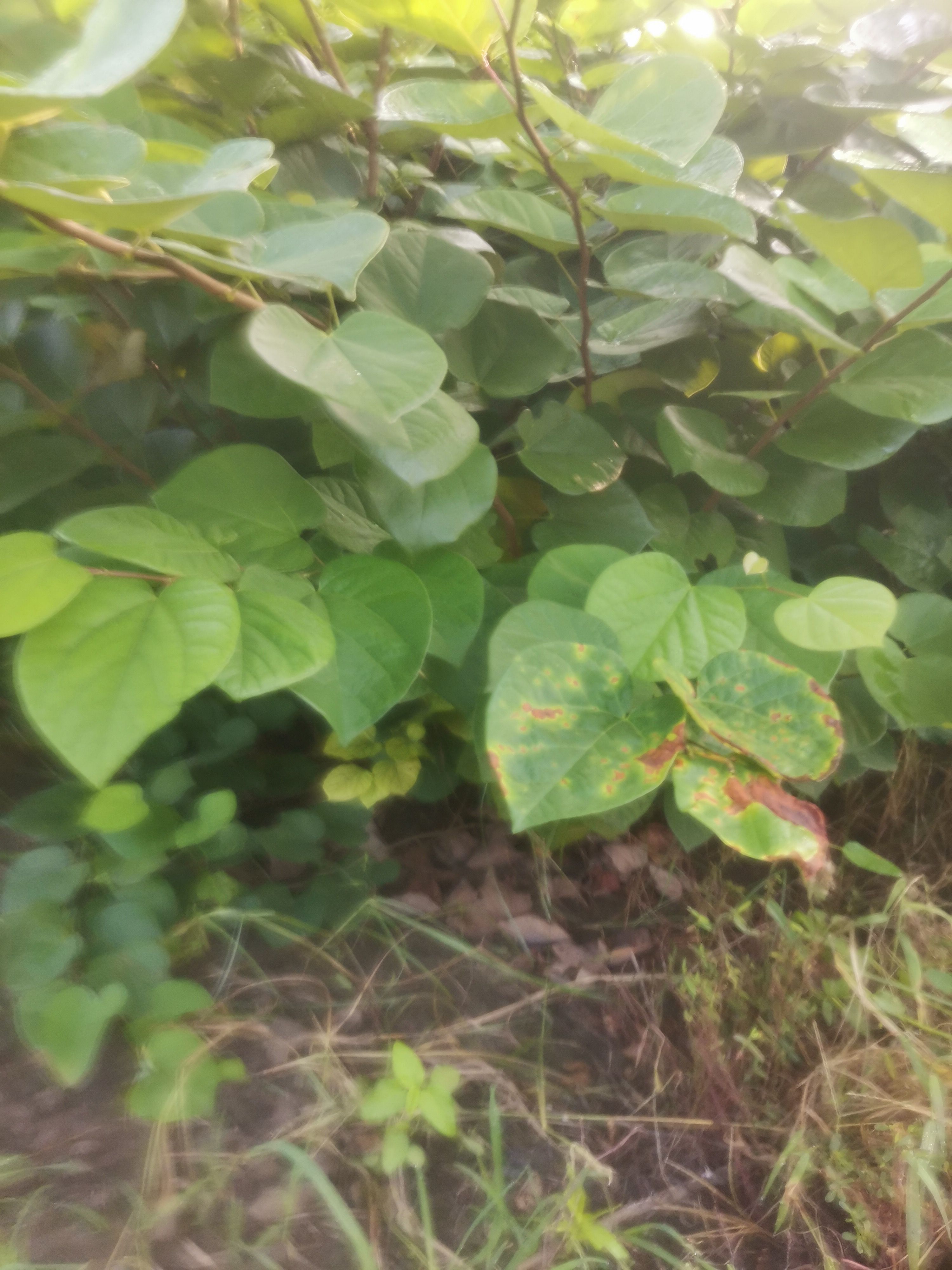 丛生紫荆  紫荆花树苗花苗紫荆树苗紫金花树苗名贵庭院绿化植物