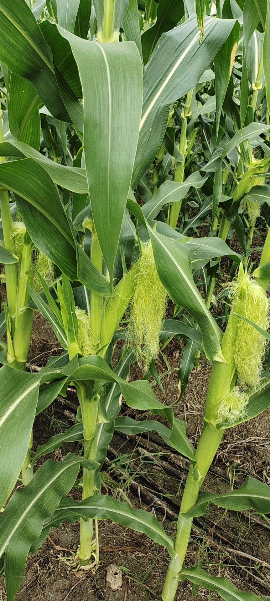  自己种的水果玉米，质量很好保证新鲜，现在正好有玉米笋，请联系